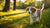 Can a 5 Month Old Puppy Eat Regular Dog Food? Understanding Puppy Nutrition