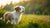 Can a 6-Month-Old Dog Eat Adult Dog Food? Understanding Your Puppy’s Nutritional Needs