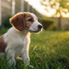 Can a 6 Month Old Dog Eat Adult Food?