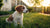 Can a 6-Month-Old Dog Eat Adult Food? Understanding Nutritional Needs for Growing Puppies-140301730031