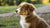 Can a 6-Month-Old Dog Eat Adult Food? Understanding Nutritional Needs for Your Growing Pup