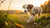 Can a 6-Month-Old Dog Eat Adult Food? Understanding Your Puppy’s Nutritional Needs