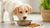 Can a 6 Month Old Puppy Eat Adult Dog Food? Understanding Your Puppy’s Nutritional Needs