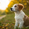 Can a 6-Month-Old Puppy Eat Dog Food? Understanding Their Nutritional Needs