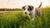 Can a 6 Month Old Puppy Eat Dog Food? Understanding Your Pup’s Nutritional Needs