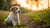Can a 6 Week Old Puppy Eat Dog Food? Understanding the Weaning Process