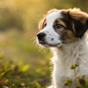Can a 7 Month Old Puppy Eat Adult Dog Food? A Comprehensive Guide for Pet Parents