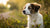 Can a 7 Month Old Puppy Eat Adult Dog Food? A Comprehensive Guide for Pet Parents