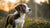 Can a 7 Month Old Puppy Eat Dog Food? Understanding the Transition from Puppy to Adult Diet