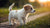 Can a 7 Week Old Puppy Eat Dog Food? A Comprehensive Guide
