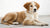 Can a 9-Month-Old Dog Eat Adult Food? Understanding the Transition from Puppyhood-140297306351