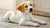 Can a 9 Month Old Puppy Eat Adult Dog Food? Understanding Your Puppy’s Nutritional Needs