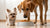 Can a Big Dog Eat Small Breed Dog Food? Understanding Nutrition and Dietary Needs-140137398511