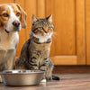 Can a Cat and Dog Share the Same Water Bowl? Understanding Hydration and Safety for Our Furry Friends