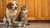Can a Cat and Dog Share the Same Water Bowl? Understanding Hydration and Safety for Our Furry Friends