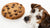 Can a Chocolate Chip Cookie Kill a Dog? Understanding Chocolate Toxicity-140926517487