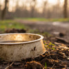 Can a Dirty Water Bowl Make a Dog Sick? Understanding the Risks and Prevention