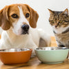 Can a Dog and Cat Share a Water Bowl? What Pet Owners Need to Know