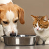 Can a Dog and Cat Share the Same Water Bowl? Navigating Hydration for Your Furry Family