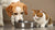 Can a Dog and Cat Share the Same Water Bowl? Navigating Hydration for Your Furry Family