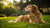 Can a Dog Be Allergic to Grain-Free Food? Understanding the Myths and Facts