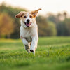 Can a Dog Be Over-Exercised? Understanding the Balance of Canine Fitness