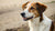 Can a Dog Develop a Food Allergy Over Time? Understanding, Recognizing, and Managing Canine Food Allergies-141221396719