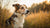 Can a Dog Develop a Food Allergy? Understanding the Basics of Food Sensitivities in Pets-141094158575