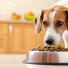 Can a Dog Die from Eating Cat Food? Understanding the Risks and Best Practices