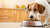 Can a Dog Die from Eating Cat Food? Understanding the Risks and Best Practices-140853543151