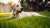 Can a Dog Die from Eating Too Much Food? Understanding the Risks and Prevention-140301500655