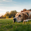 Can a Dog Drink Too Much Water After Exercise? Understanding Hydration and Risks
