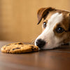 Can a Dog Eat a Cookie? Understanding the Risks and Safe Alternatives