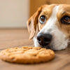 Can a Dog Eat a Peanut Butter Cookie? Understanding the Risks and Benefits