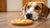 Can a Dog Eat a Peanut Butter Cookie? Understanding the Risks and Benefits