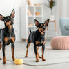 Can a Dog Eat a Steak Bone? Understanding the Risks and Alternatives