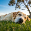 Can a Dog Eat After Exercise? Understanding the Timing for Optimal Health