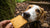 Can a Dog Eat Biscuits? Understanding the Risks and Alternatives for Our Furry Friends-140922061039