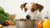 Can a Dog Eat Cat Food in an Emergency? Exploring the Essentials for Pet Owners-140410061039