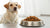 Can a Dog Eat Cat Food Once? What Pet Owners Need to Know-140212928751