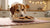 Can a Dog Eat Cookies? Understanding the Risks and Safe Alternatives