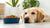 Can a Dog Eat Hot Food? Understanding Safe Temperatures for Your Canine Companion