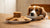 Can a Dog Eat Oatmeal Cookies? Understanding Treats for Our Furry Friends-140928483567