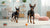 Can a Dog Eat Only Wet Food? Exploring the Pros and Cons of a Wet Food Diet for Dogs