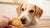 Can a Dog Eat Peanut Butter Cookies? Essential Insights for Pet Owners