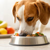 Can a Dog Eat Puppy Food? Understanding Nutritional Needs Across Life Stages