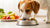 Can a Dog Eat Puppy Food? Understanding Nutritional Needs Across Life Stages