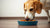 Can a Dog Eat Warm Food? Understanding the Benefits of Slightly Heated Meals-140295176431