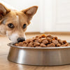 Can a Dog Eat Wet Cat Food? Understanding the Nutritional Differences and Health Implications