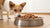 Can a Dog Eat Wet Cat Food? Understanding the Nutritional Differences and Health Implications